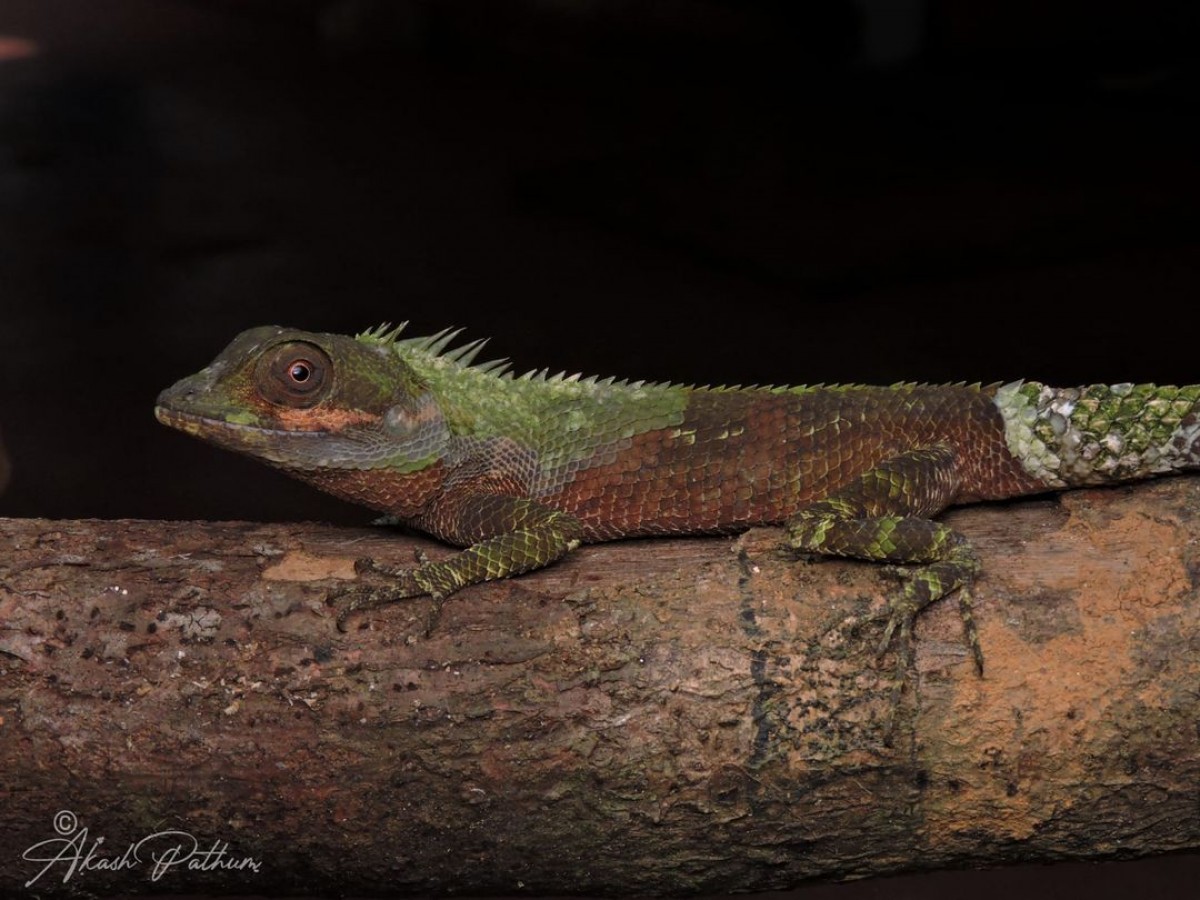 Calotes liolepis Boulenger, 1885